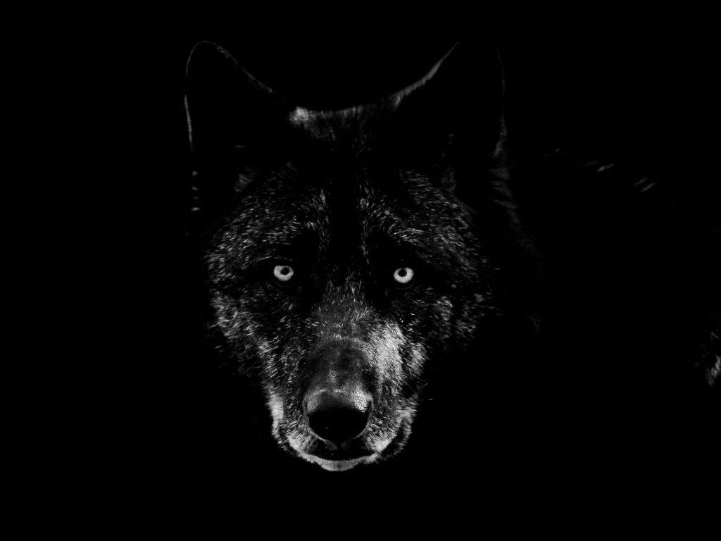 „Obława na wilki” Włodzimierza Wysockiego od strony sztuki łowieckiej