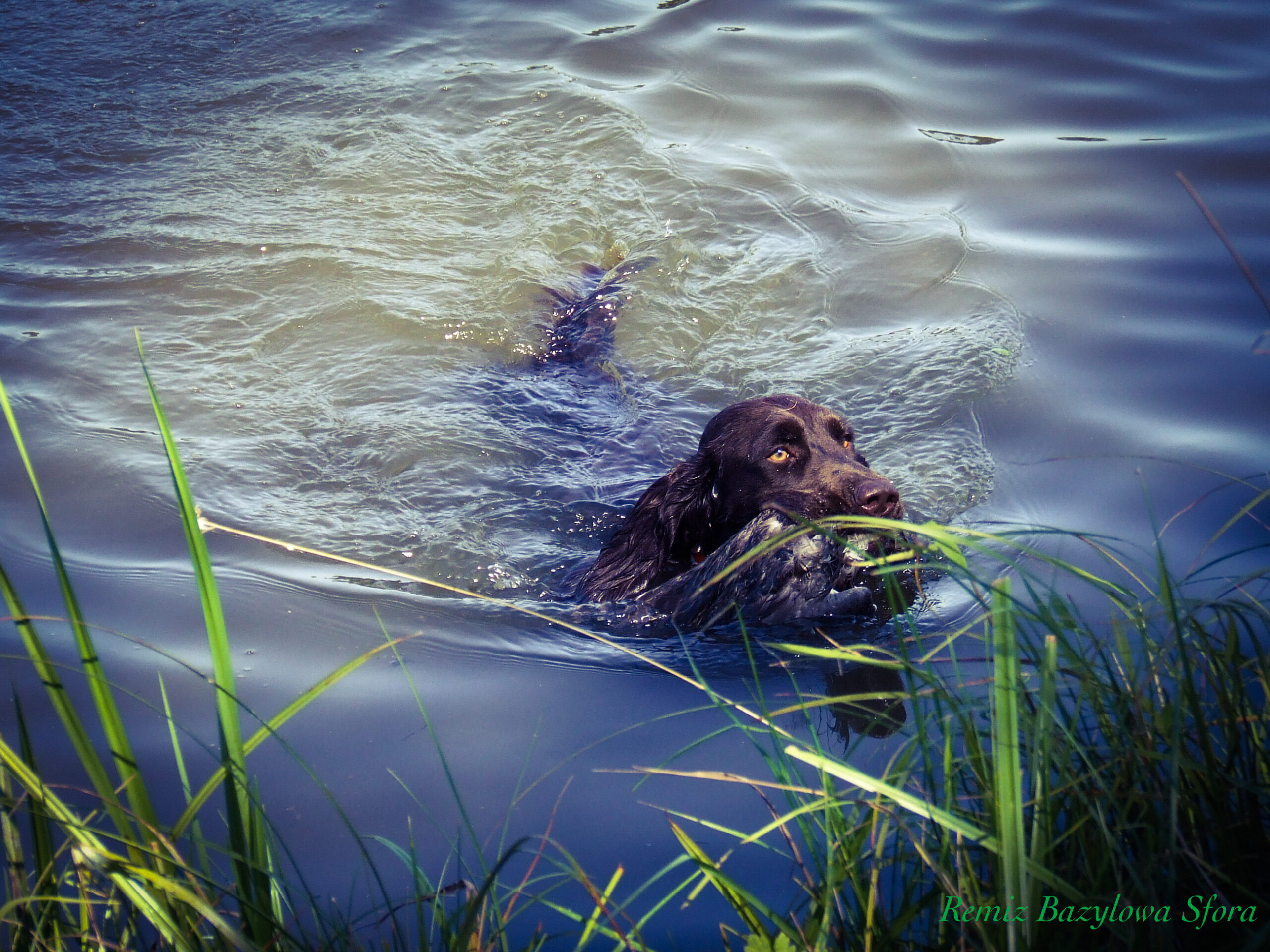 Ten mały spaniel