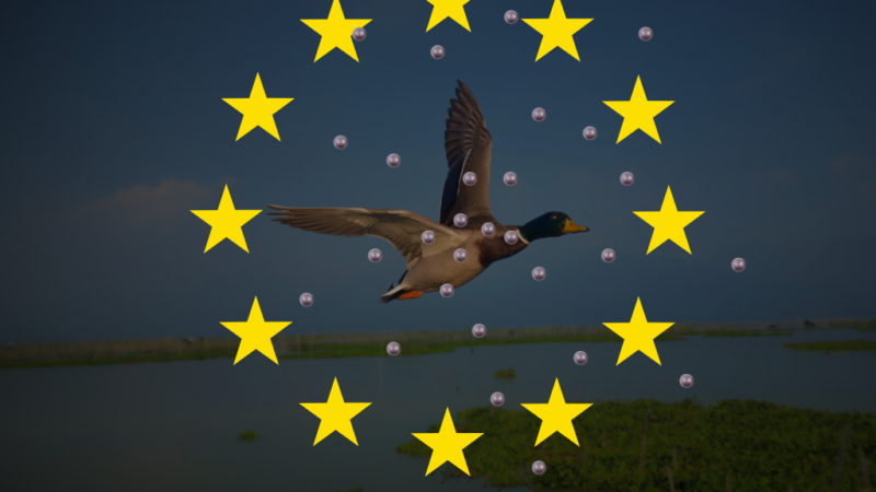Polowanie z amunicją ołowianą w Polsce w świetle unijnego zakazu